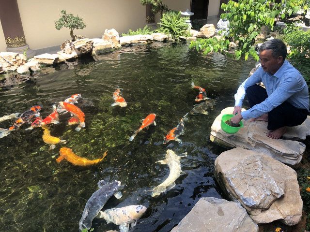 Thiết kế thi công hồ cá koi tại nghệ an đẹp giá rẻ