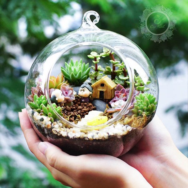 thiết kế thi công tiểu cảnh sen đá