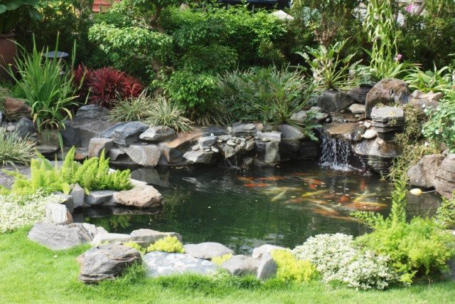 thiết kế thi công hồ cá koi mini ngoài trời