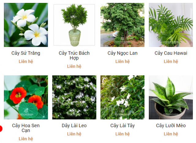 cung cấp cây xanh cây cảnh công trình tại nghệ an hà tĩnh