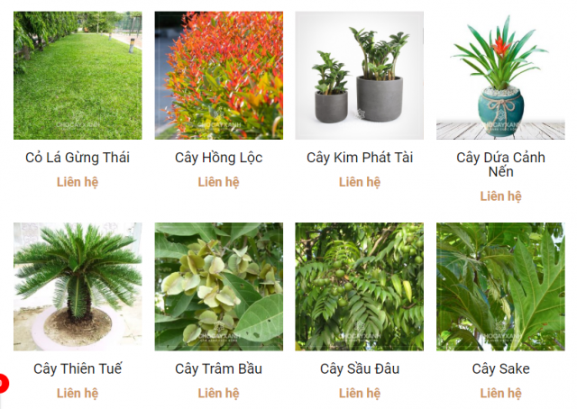 cung cấp cây xanh cây cảnh công trình tại nghệ an hà tĩnh