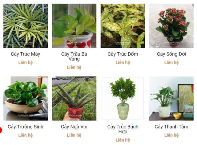 cung cấp cây xanh cây cảnh trồng trong nhà tại nghệ an hà tĩnh