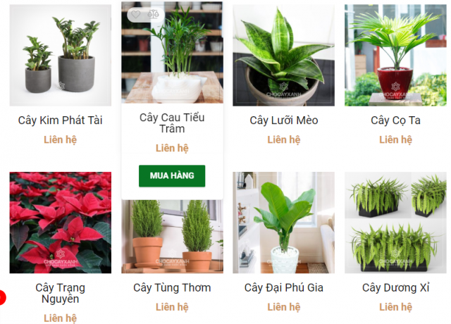 cung cấp cây xanh cây cảnh trồng trong nhà tại nghệ an hà tĩnh