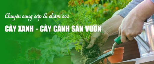 cây xanh cây cảnh văn phòng