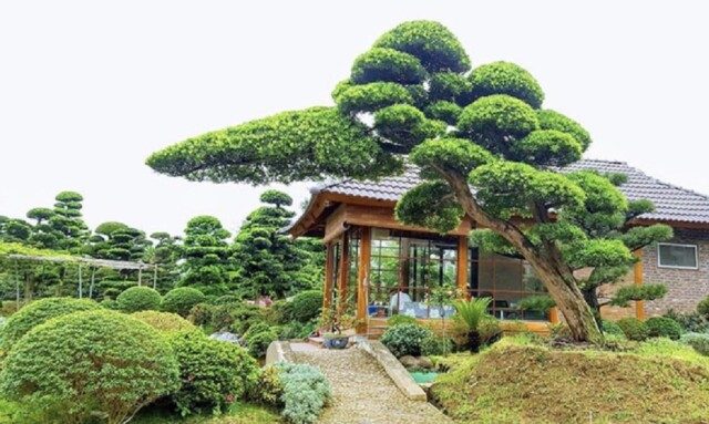 [Báo Giá] Thiết Kế Thi Công Sân Vườn Tại Cao Bằng Trọn Gói - Uy Tín