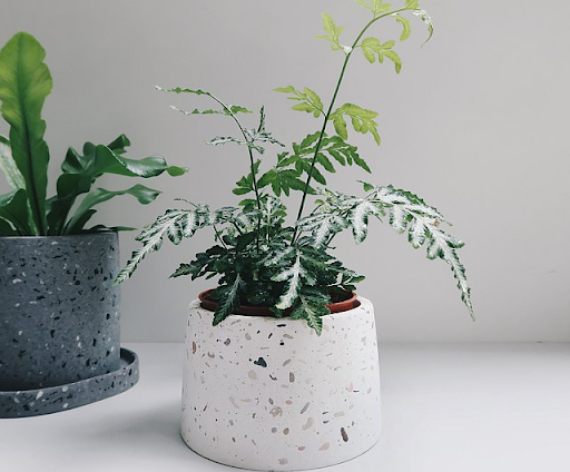 Nắm vững kiến thức về chậu